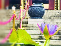 -深圳仙湖植物园