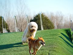 -爪吧宠物乐园 (温榆河示范区店)