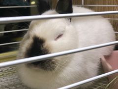 -藦茜花园宠物主题亲子互动体验馆(国顺东路店)