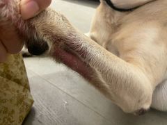 -瑞派申生动物医院·24H夜诊·国际动物医疗中心·骨外科(吴中路店)