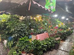 -曲阳花鸟市场(曲阳路店)
