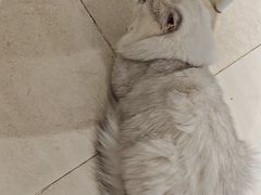-怪兽屋·羊驼·猫咖·狗咖(俊华广场店)