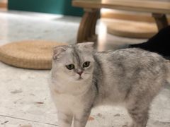 -飞行喵MR PILOT|猫舍·猫咖(静安大融城店)