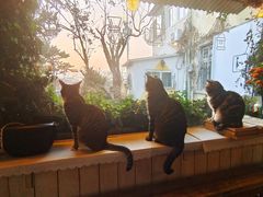 -海边的猫和咖啡馆