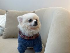 -怪兽屋·羊驼·猫咖·狗咖(俊华广场店)