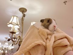 -猫猫幼稚园·撸猫·桌游·电玩