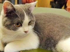 -猫咪博物馆(顶澳仔猫街店)