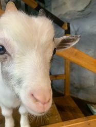 -Zoolung Zoolung动物主题公园(海信广场店)