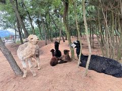 -西霞口神雕山野生动物世界