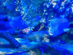 -太平洋海底世界