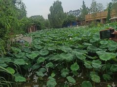 -三圣花乡旅游区