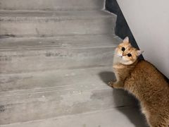 -粤学粤好·港式粤语文化及学习中心(福田南山都有店)