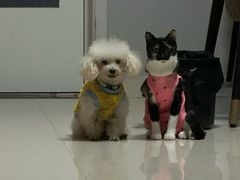 -康旭宠物医院(郑州总院)