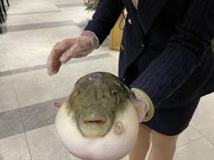 -鲐赏河豚(长寿店)