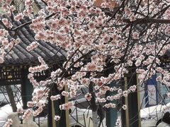-桃花堤公园