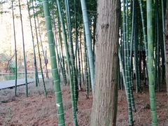 -同里国家湿地公园