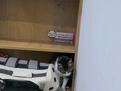 -艾贝尔宠物医院·24H转诊中心·肿瘤猫专科(江宁双龙店)