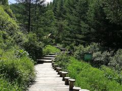 -苏木山森林公园