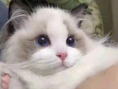 -瑞派动物医院·绝育·犬猫全科·预防医学(光景江南中店)