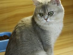 -猫十亿·布偶金渐层·曼基康矮脚猫舍(青年路店)