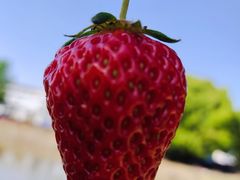 -胜丰草莓采摘园