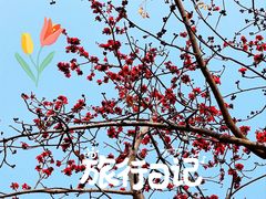 -深圳国际园林花卉博览园