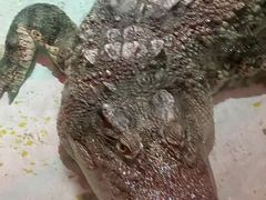 -绿色星球动物主题公园