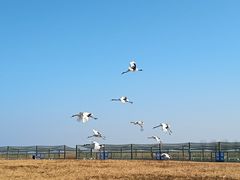 -盐城丹顶鹤湿地生态旅游区