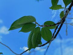 -四川省成都市彭州市白鹿镇