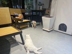 -琪喵猫屋·撸猫猫咖·猫舍