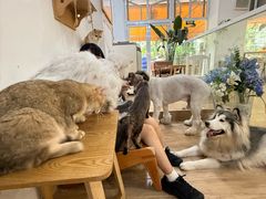 -李小姐の猫咖啡馆(五角场店)