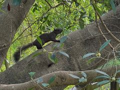-南宁良凤江国家森林公园