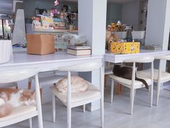 -喵的天空名猫咖啡馆·撸猫·猫舍·用品