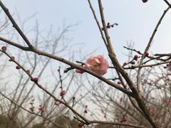 -秀丽东方