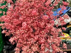 -龙大花卉苗木市场