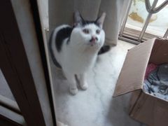 -猫咖时代(中山亭店)