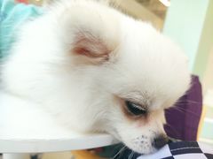 -怪兽屋·羊驼·猫咖·狗咖(俊华广场店)