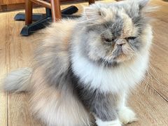 -有猫主题·治愈系猫咖(曾厝垵店)