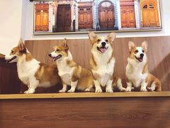 -柯斗斗主题餐厅·狗咖·围炉煮茶·茶饮(国瑞升平里店)