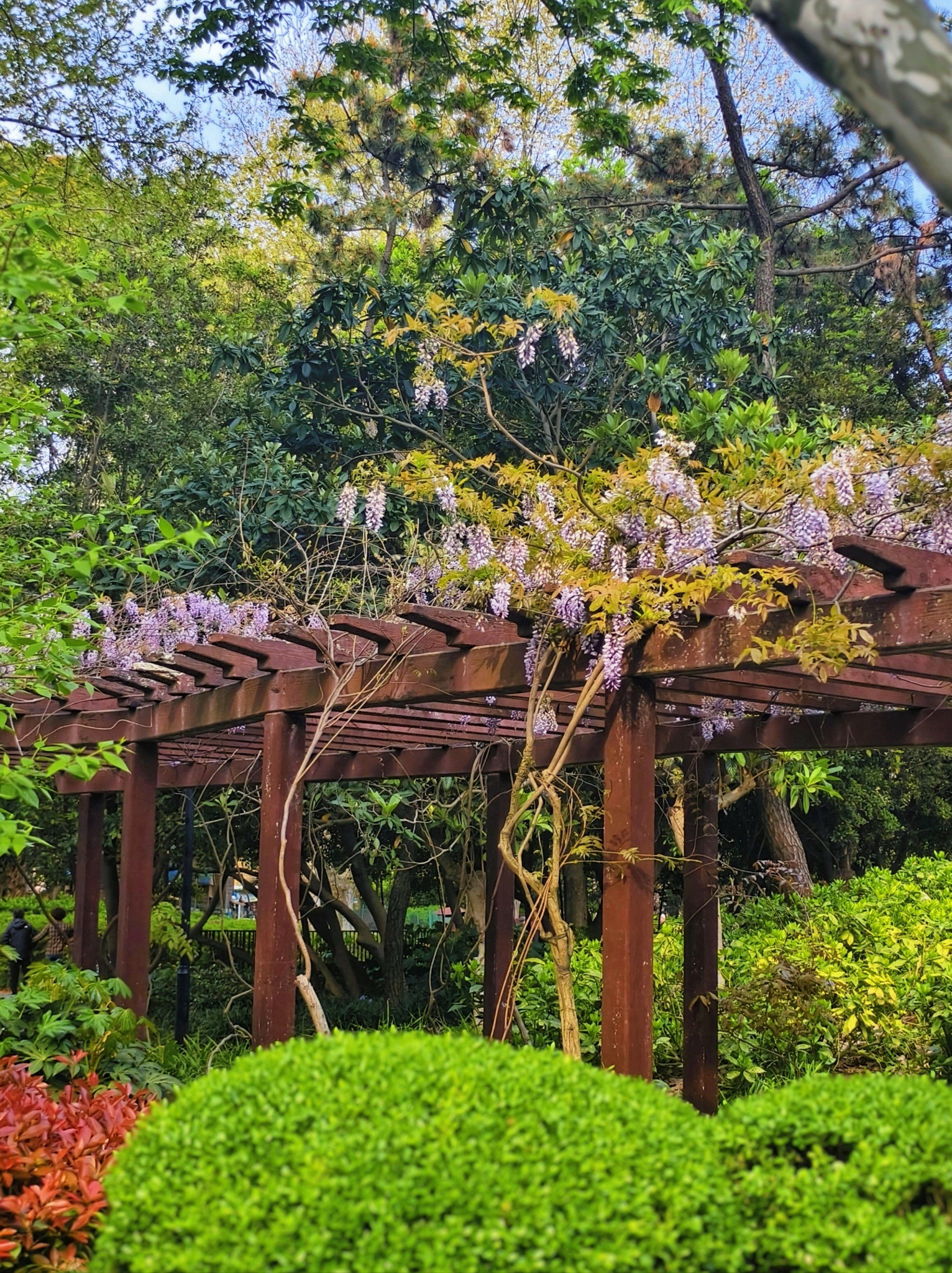 杨浦公园的紫藤美得漫不经心