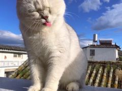 -喵屿·大理花园猫咖