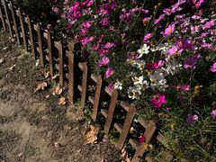 -羊亭河湿地公园