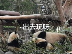 -都江堰中华大熊猫苑