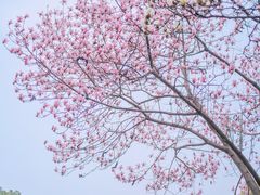 -中央公园(苏州工业园区)
