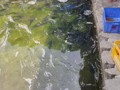 -京北渔家傲