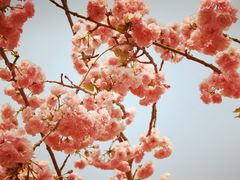 -天适樱花悠乐园