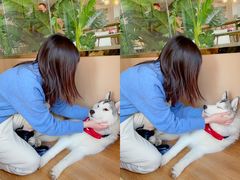 -Husky Go! 哈士奇体验馆·宠物咖啡厅狗咖