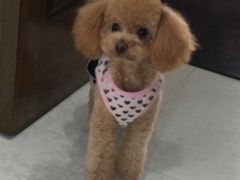 -诺比宠物医院心脏内科·泌尿肾内外科·骨科急重症