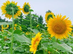 -奥林匹克森林公园北园-停车场