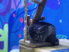 -海合安青岛极地海洋公园